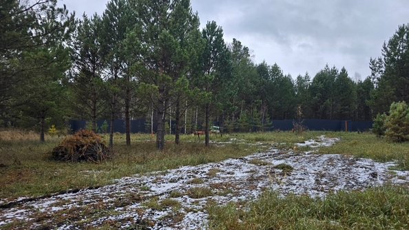 
  Продается земельный участок, 50 соток, деревня Сухая деревня
. Фото 7.