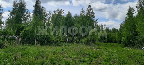 
  Продается земельный участок, 9 соток, СНТ Облепиха (Станционный сельсовет)
. Фото 5.