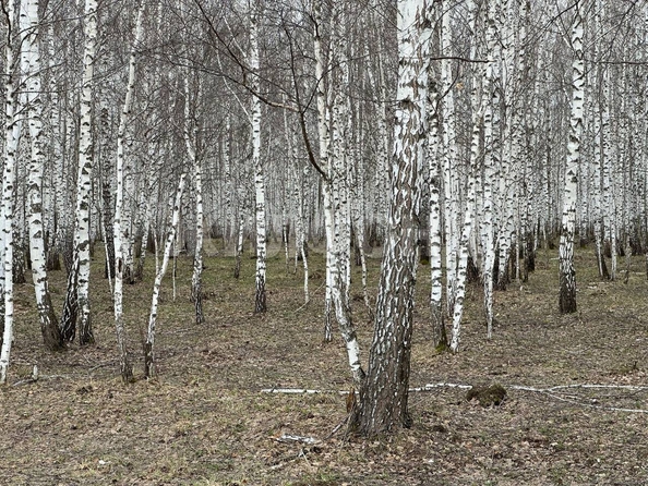 
  Продается земельный участок, 10 соток, село Морозово
. Фото 2.