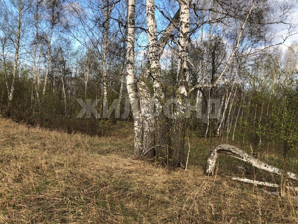 
  Продается земельный участок, 13 соток, коттеджный поселок Сердце Сибири
. Фото 20.