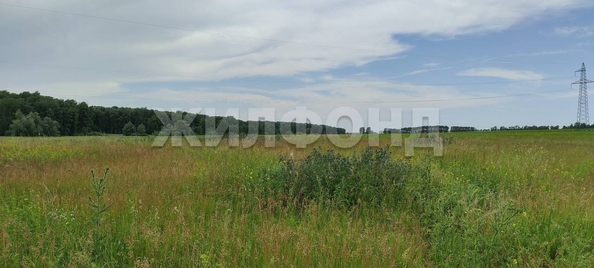 
  Продается земельный участок, 30 соток, село Алексеевка
. Фото 2.