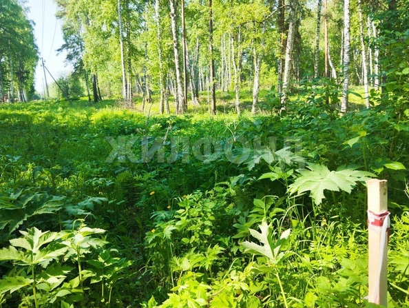 
  Продам  дачный участок, 8.88 соток, Синий Утёс

. Фото 3.