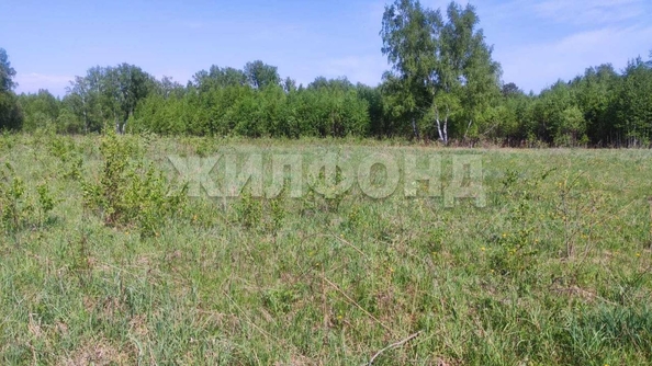 
  Продается земельный участок, 408 соток, деревня Госконюшня
. Фото 6.