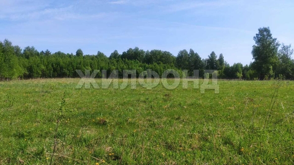 
  Продается земельный участок, 408 соток, деревня Госконюшня
. Фото 8.