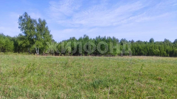 
  Продается земельный участок, 408 соток, деревня Госконюшня
. Фото 12.