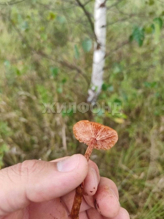 
  Продается земельный участок, 9.89 соток, село Корнилово
. Фото 6.