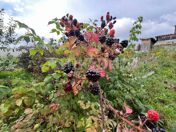 
  Продается дача, 14 м², Томск
. Фото 16.