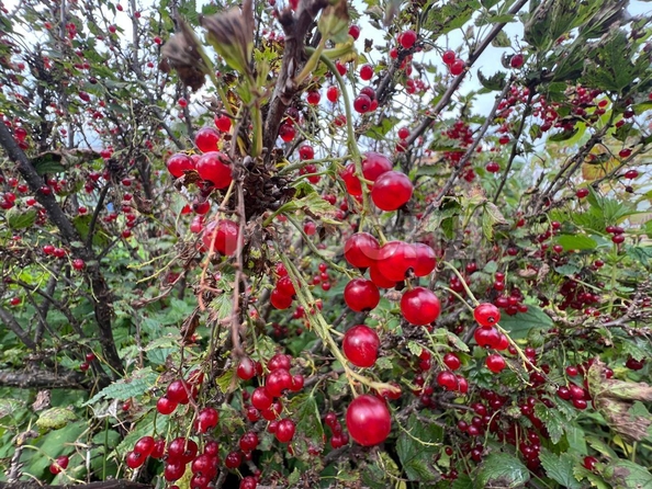 
  Продается дача, 14 м², Томск
. Фото 17.